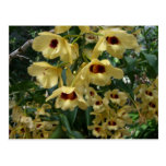 Yellow and Maroon Orchids Postcard