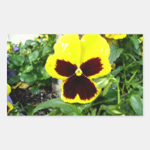 Yellow And Maroon Pansy Rectangle Stickers