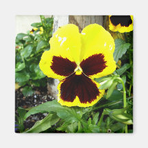 Yellow And Maroon Pansy Refrigerator Magnet