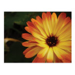 Yellow and Orange Pot Marigold postcards
