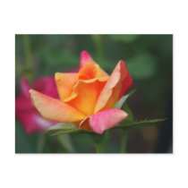 Yellow and Pink Rose postcards by estjohn Yellow and Pink Rose postcards
