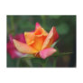 Yellow and Pink Rose