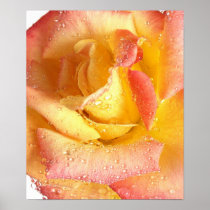 Yellow and Pink Rose Print
