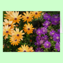 Yellow and Purple cards by life4paws Yellow and Purple cards