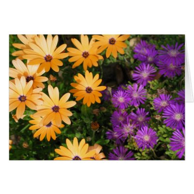 Yellow and Purple Card by life4paws