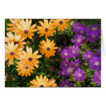 Yellow and Purple Card