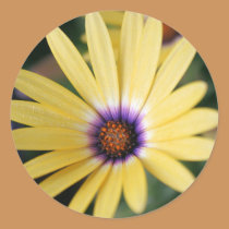 Yellow and Purple Daisy stickers