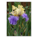 Yellow and Purple Iris cards