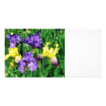 Yellow and Purple Irises photo cards