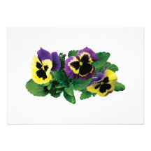 Yellow and Purple Pansy Trio Personalized Announcement