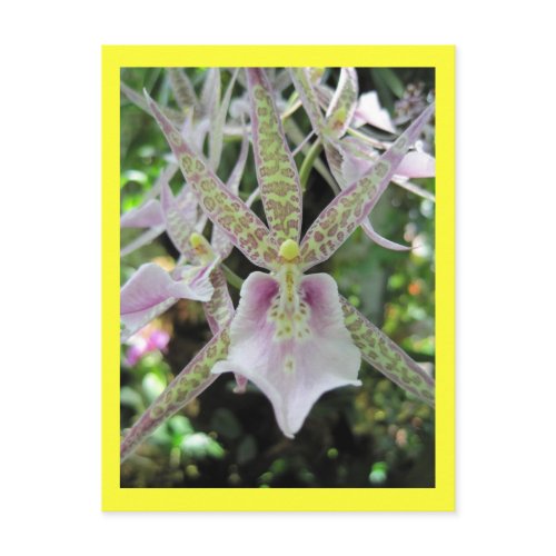 Yellow and Purple Spotted Orchid postcard