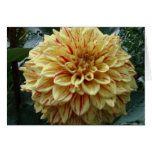 Yellow and Red Dahlia Card