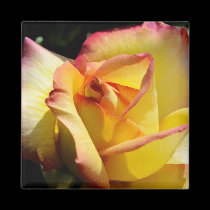 Yellow and red rose magnet
