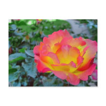 yellow and red rose postcards