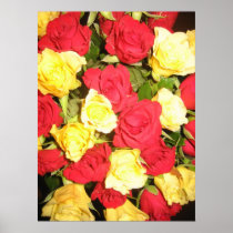 Yellow and red roses posters