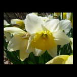 Yellow and White Daffodil Print