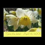 Yellow and White Daffodil "Save the Date" Postcard