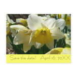 Yellow and White Daffodil "Save the Date" Postcard