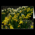 Yellow and White Daffodils Card