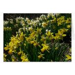 Yellow and White Daffodils Card