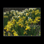 Yellow and White Daffodils Postcard