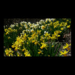 Yellow and White Daffodils Poster Print