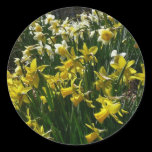 Yellow and White Daffodils Sticker