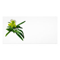 Yellow and White Paphiopidilum Orchid Picture Card