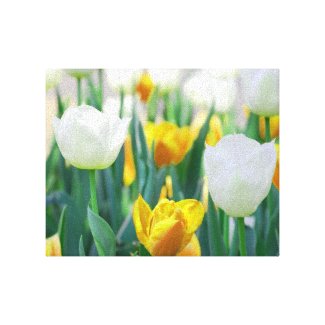 Yellow and White Tulip Canvas Print