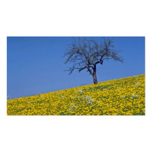 yellow Apple tree and dandelion meadow flowers Business Card (back side)