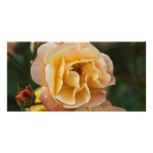 Yellow Apricot Rose DSC3260 Photo Greeting Card