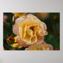Yellow Apricot Rose DSC3260 Print