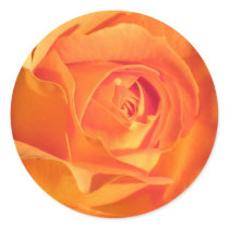 Yellow-Apricot Rose stickers by ggbythebay Yellow-Apricot Rose stickers