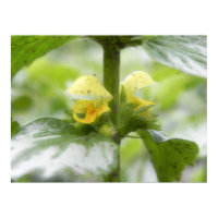 Yellow Archangel - Lamium galeobdolon print