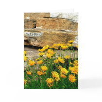 Yellow Asters cards