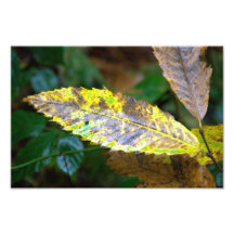 Yellow autumn leaf photo print