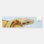 Yellow Ball Python Close Up Bumper Sticker