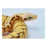 Yellow Ball Python Close Up Business Card Template