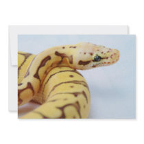 Yellow Ball Python Close Up Announcement
