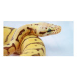 Yellow Ball Python Close Up Custom Photo Card