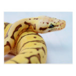 Yellow Ball Python Close Up Post Cards