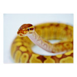 Yellow Ball Python Head Business Cards