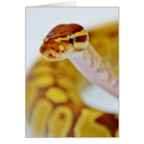 Yellow Ball Python Head Cards
