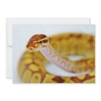 Yellow Ball Python Head Custom Invites
