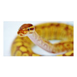 Yellow Ball Python Head Personalized Photo Card