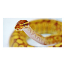 Yellow Ball Python Head Personalized Photo Card