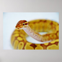 Yellow Ball Python Head Print