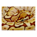 Yellow Ball Python Really Close Up Business Cards