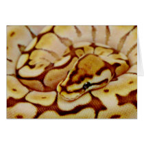 Yellow Ball Python Really Close Up Card