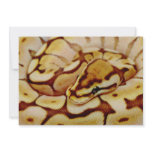 Yellow Ball Python Really Close Up Personalized Invitations